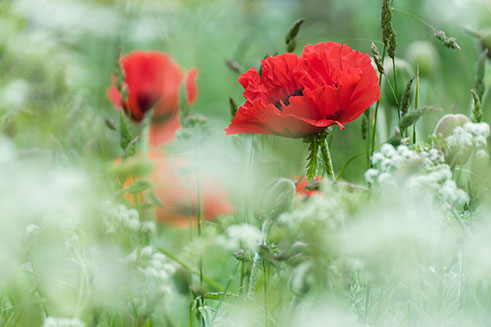 Image of large, wild poppies in a field. The photograph uses a shallow depth of field for romantic effect.